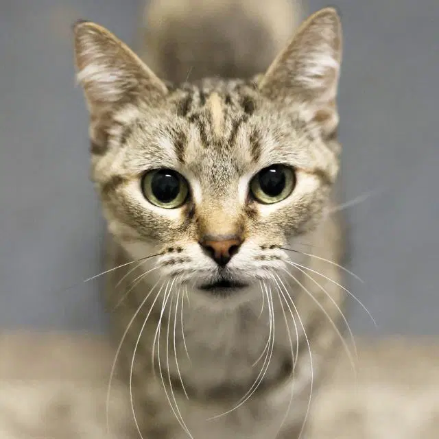 Sandy - Domestic Short Hair