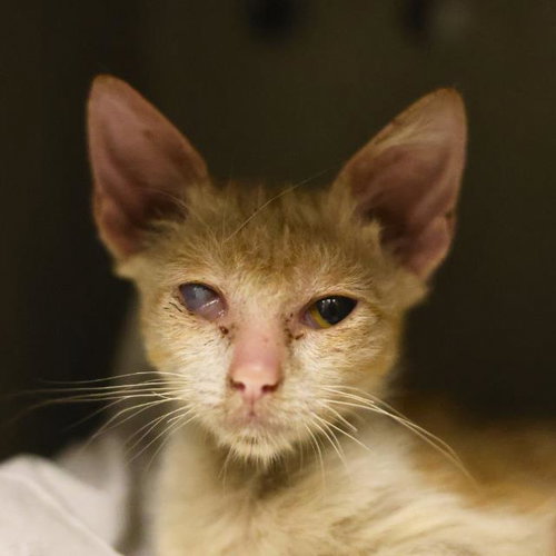 GHOST, a cat for adoption from San Antonio Animal Care Services