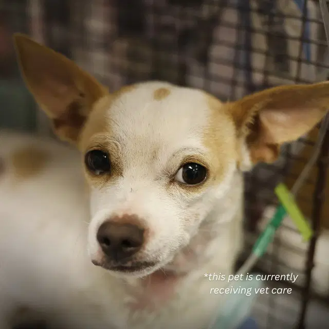 Tuffy - Chihuahua