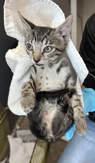 Takeshi - Domestic Short Hair