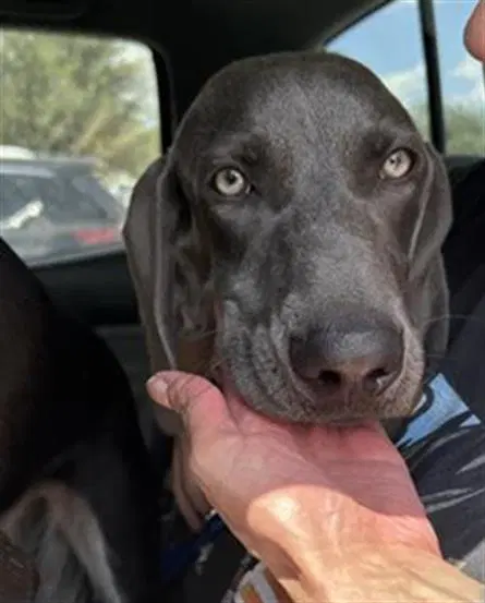Remi - Weimaraner