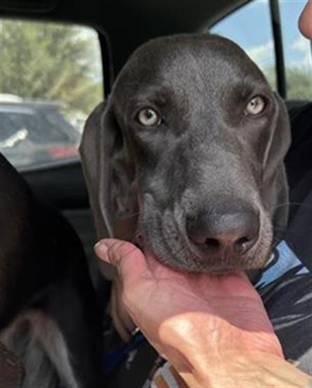 REMI, a dog for adoption from San Antonio Animal Care Services
