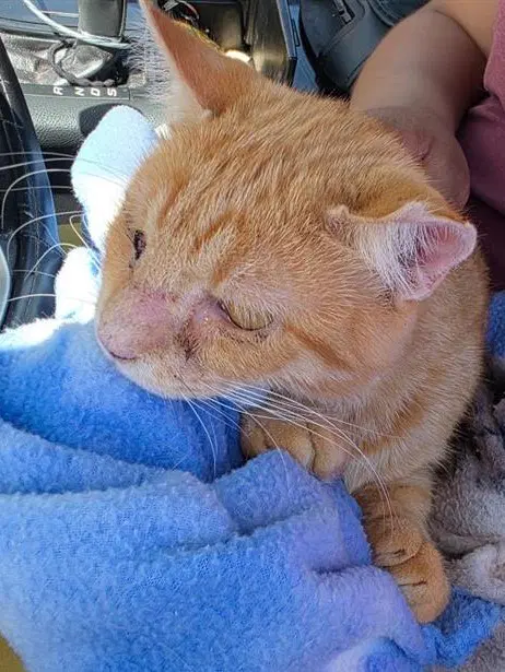 Odin Tojo - Domestic Short Hair