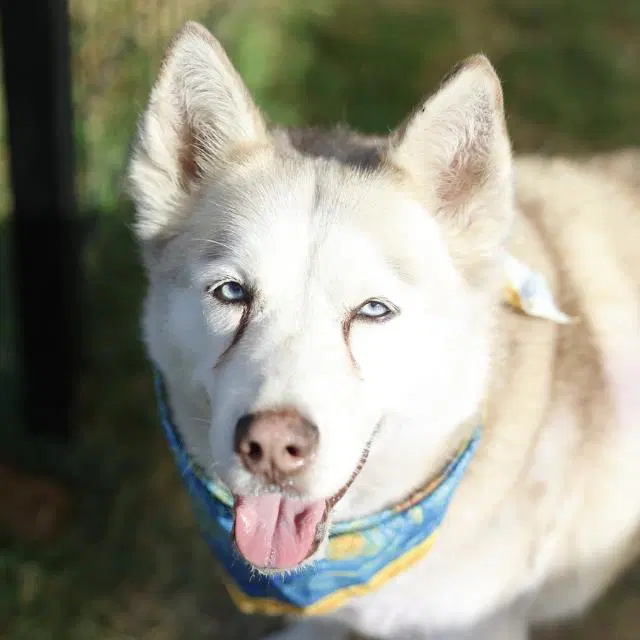 Shelby - Husky