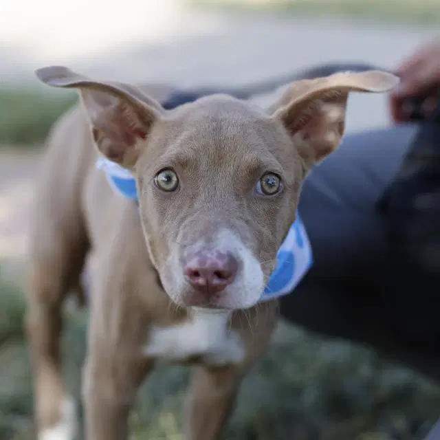 Linda - American Staffordshire Terrier