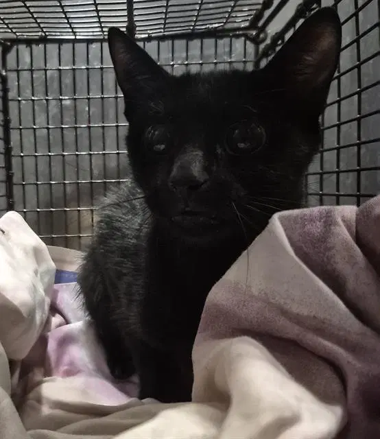 Briskit - Domestic Short Hair