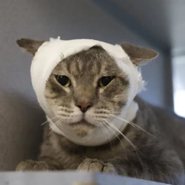 Marlo - Domestic Short Hair