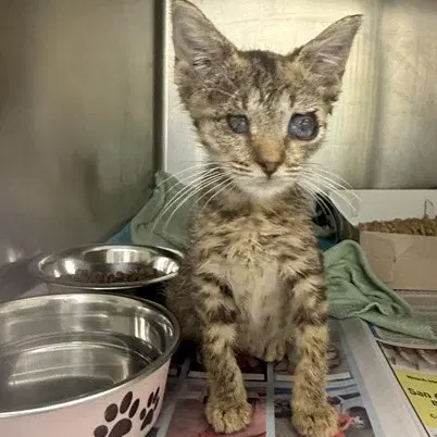 Lex - Domestic Short Hair