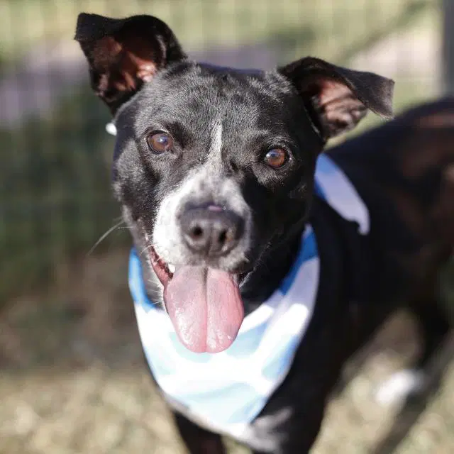 Marceline - American Staffordshire Terrier