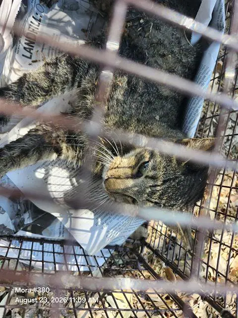 Cat - Domestic Short Hair