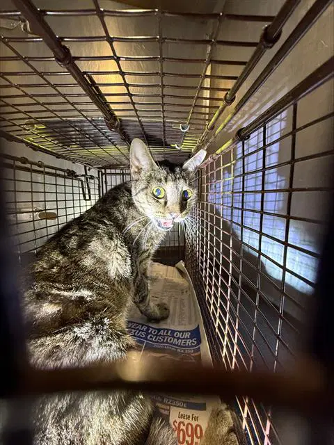 Shorty - Domestic Short Hair