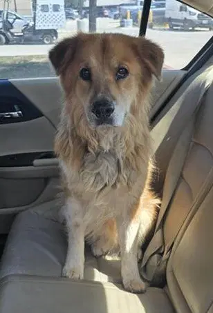 Fluffy - Chow Chow