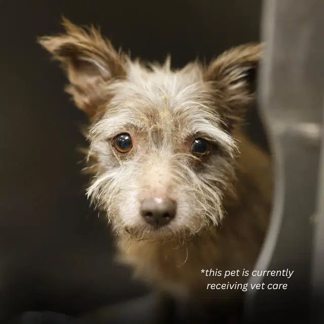 Charlie - Terrier