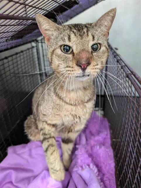 Homer - Domestic Short Hair