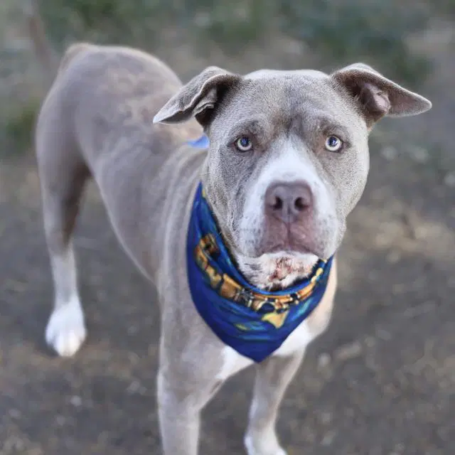 Caroline May - American Staffordshire Terrier