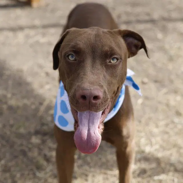 Mer - Labrador Retriever