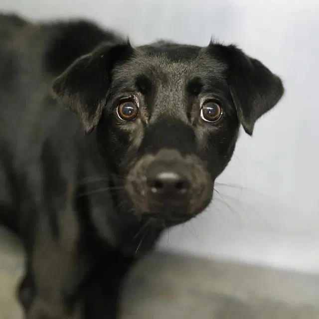 Crisley - Labrador Retriever