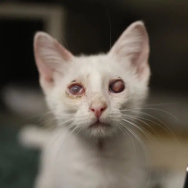 Pearl - Domestic Short Hair