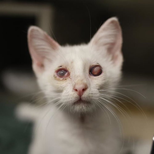 PEARL, a cat for adoption from San Antonio Animal Care Services
