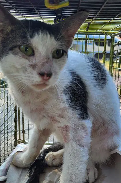 Marcos - Domestic Short Hair