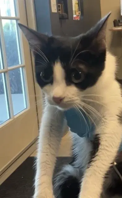Serra - Domestic Short Hair