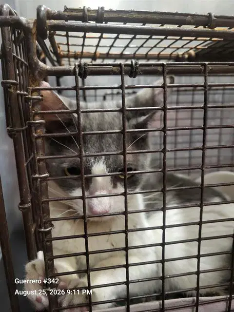 Tuna - Domestic Short Hair
