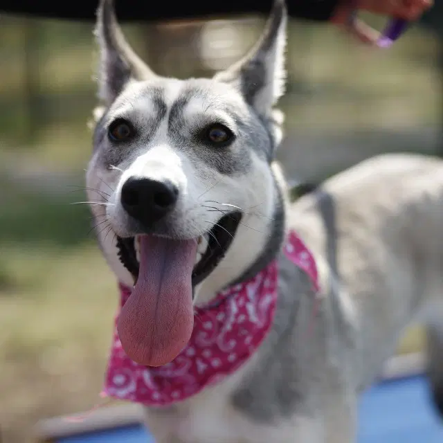 Hei Hei - Husky