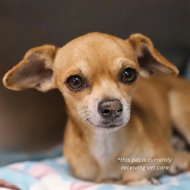 Chewy - Chihuahua