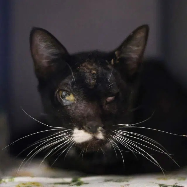 Skelly Tony - Domestic Short Hair