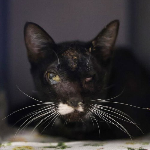 SKELLY TONY, a cat for adoption from San Antonio Animal Care Services