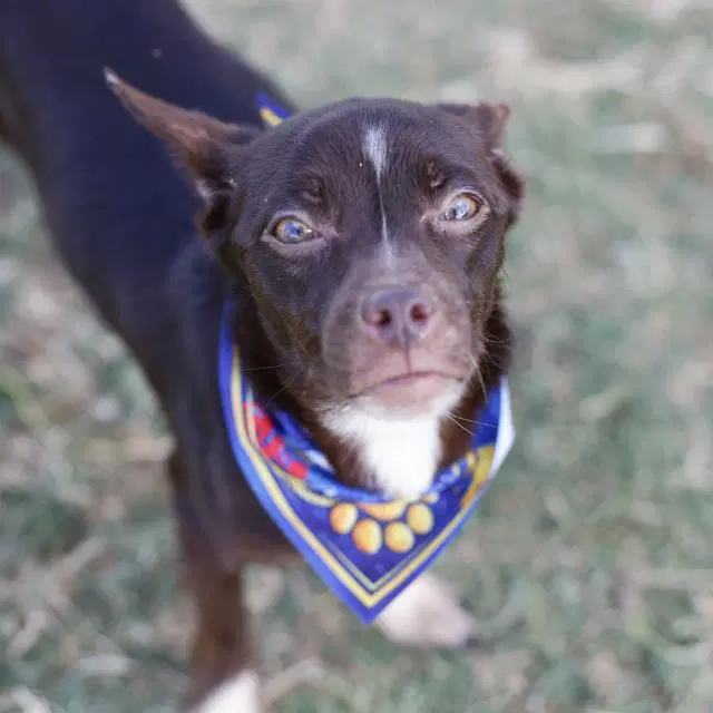 Brownie image 1