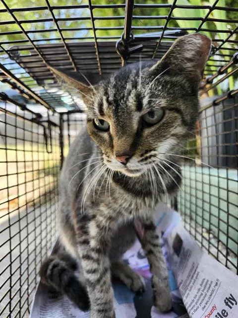Calypso - Domestic Short Hair