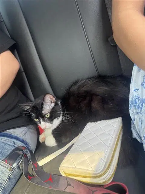 Unknown - Domestic Short Hair