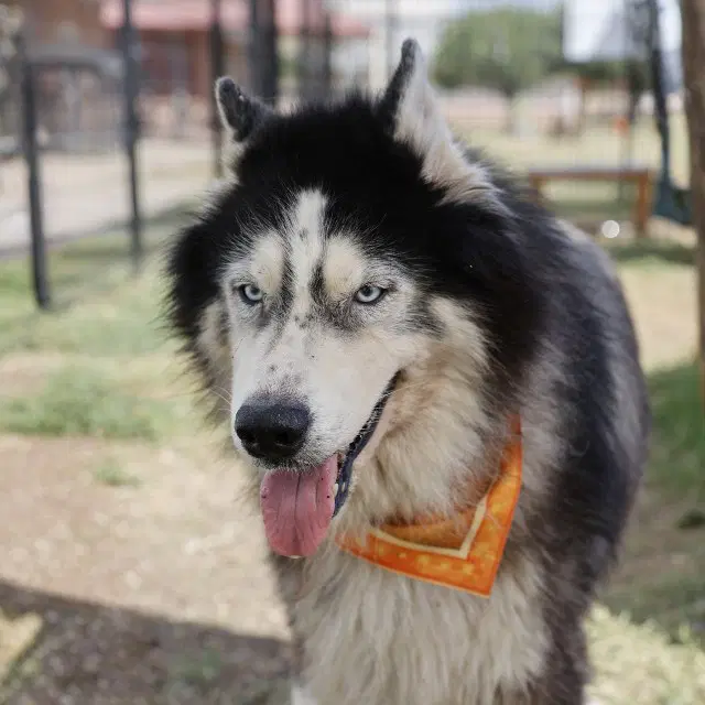 Kovu image 1