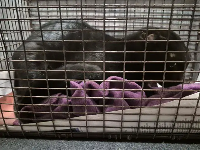 Creekmoor - Domestic Short Hair