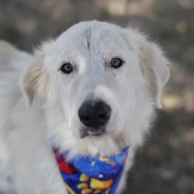 Alfie image 1