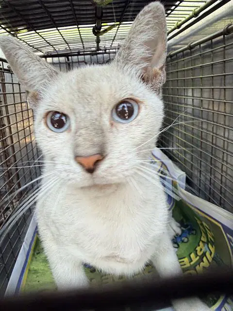 Pikie - Domestic Short Hair