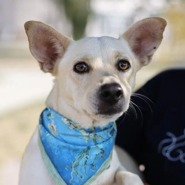 Beanie - Chihuahua