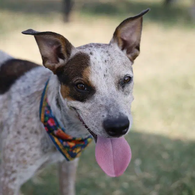 Dottie image 1