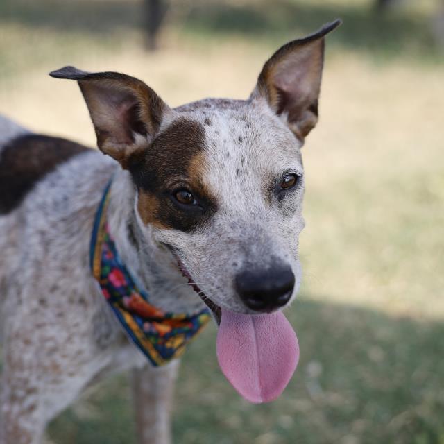 Dottie