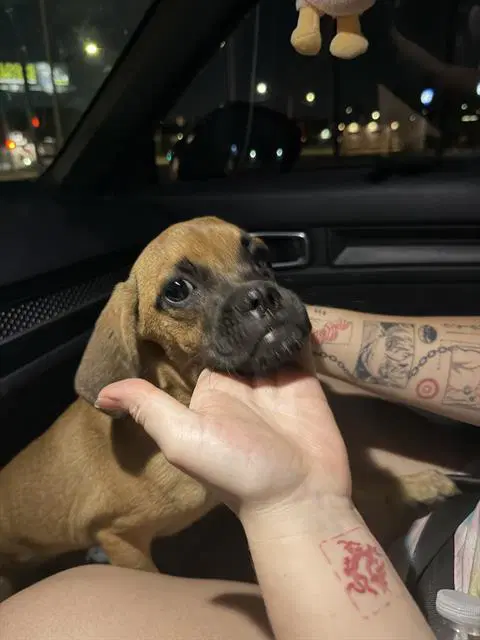 Tucker - Boxer