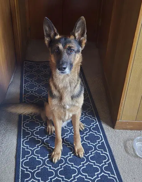 Hanz - German Shepherd Dog