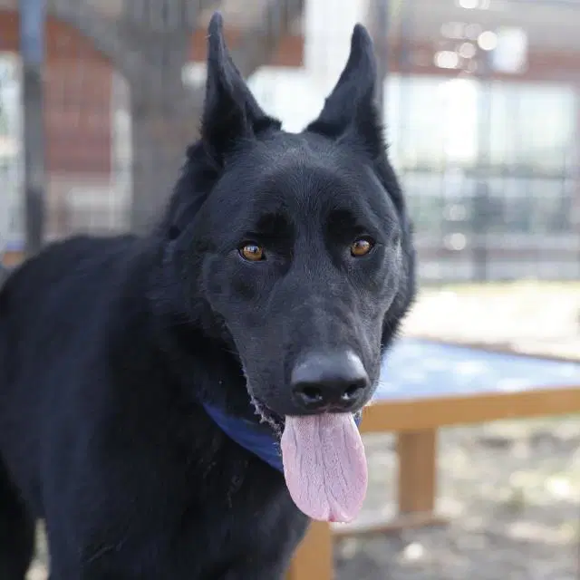 Anubus - German Shepherd Dog