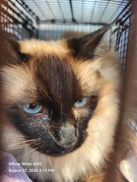 Garlic - Siamese