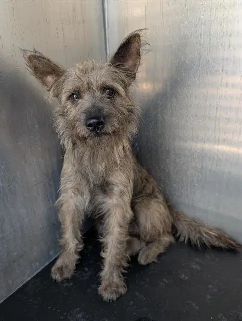 Toto - Cairn Terrier