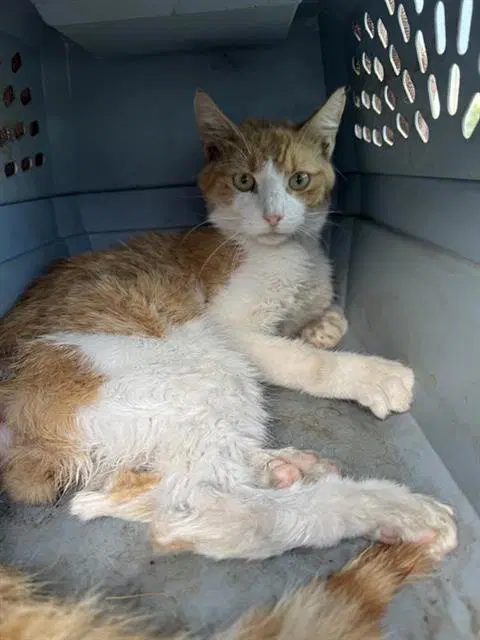 Ginger - Domestic Short Hair