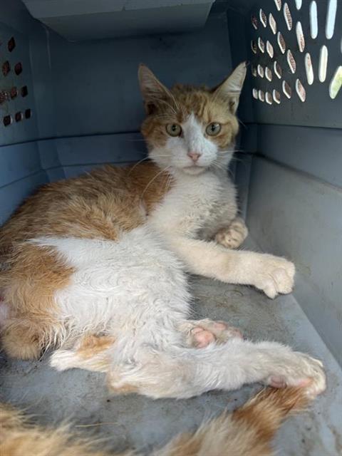 GINGER, a cat for adoption from San Antonio Animal Care Services