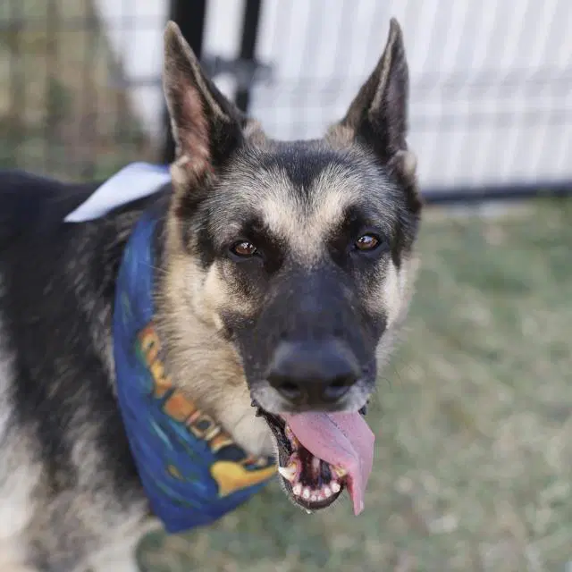 Bensen - German Shepherd Dog