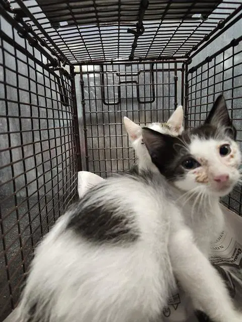 Dusty - Domestic Short Hair