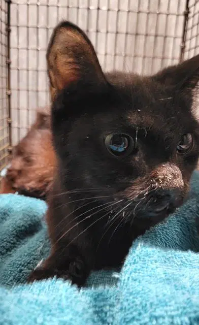 Taylor - Domestic Short Hair